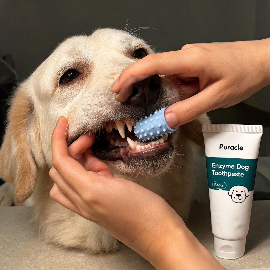 Brushing a dog's back teeth with the finger brush