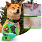 Dog wearing the PawClover flea and tick pendant, with before and after coat close-ups
