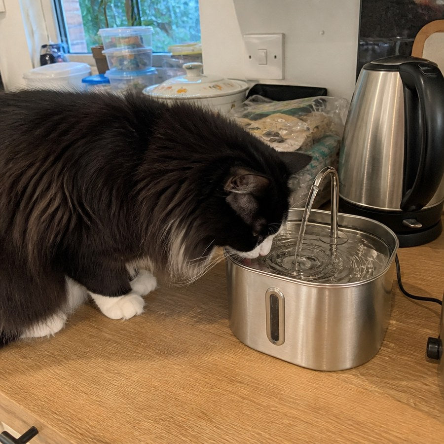 A man in a kitchen with his cat