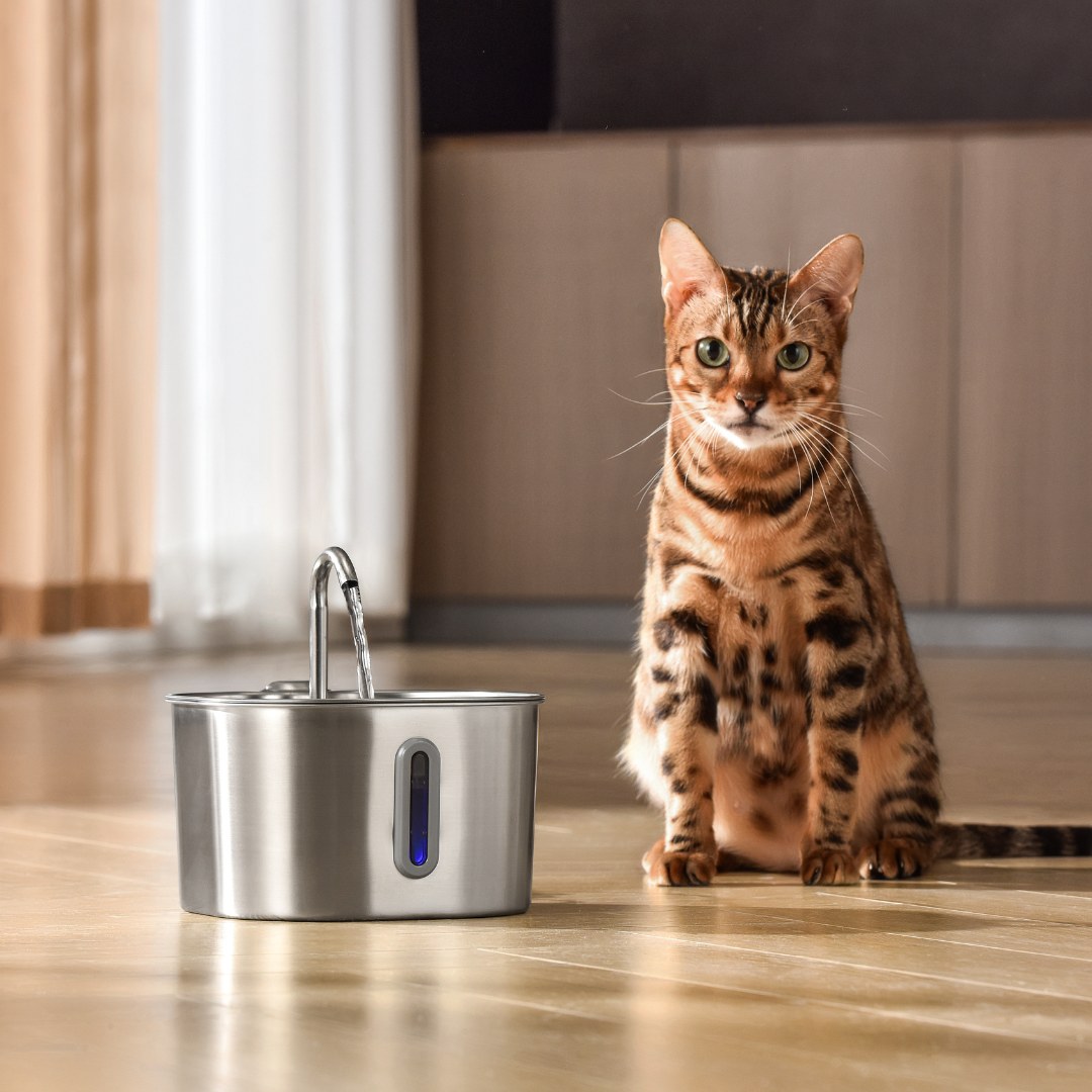 A cat sitting beside the fountain on a wooden floor