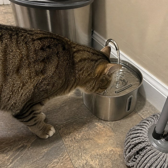 A cat at home