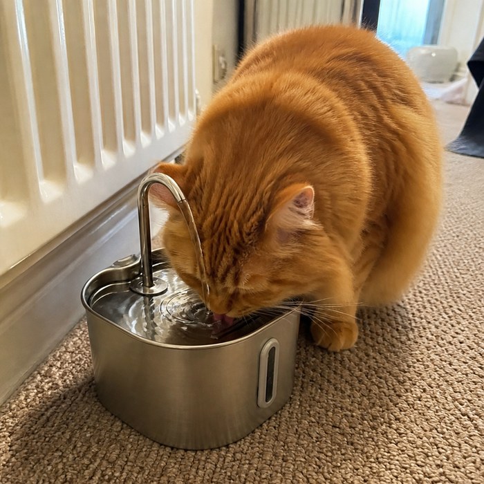 A cat at home