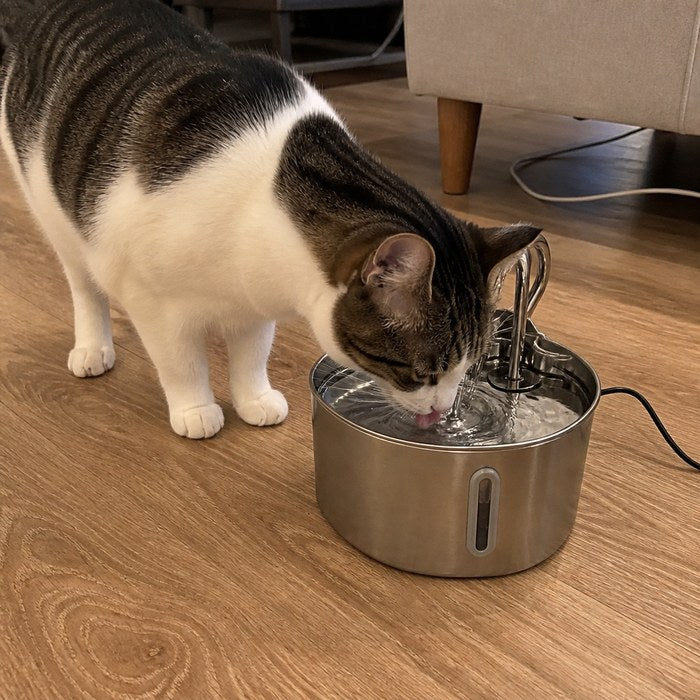 A cat at home