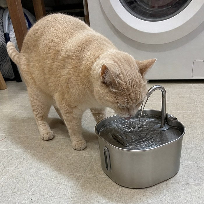 A cat at home