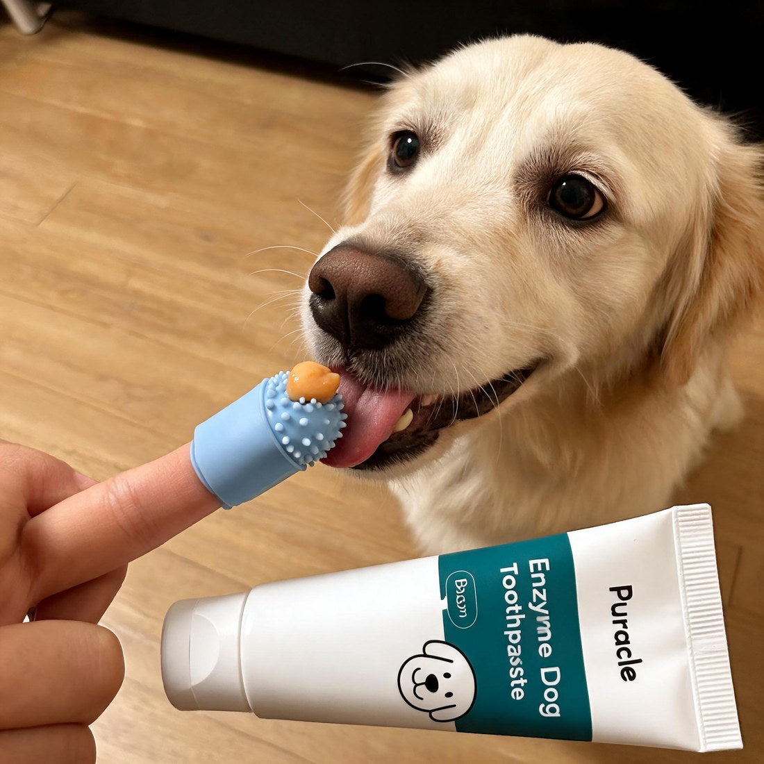 A dog licking toothpaste off the finger brush