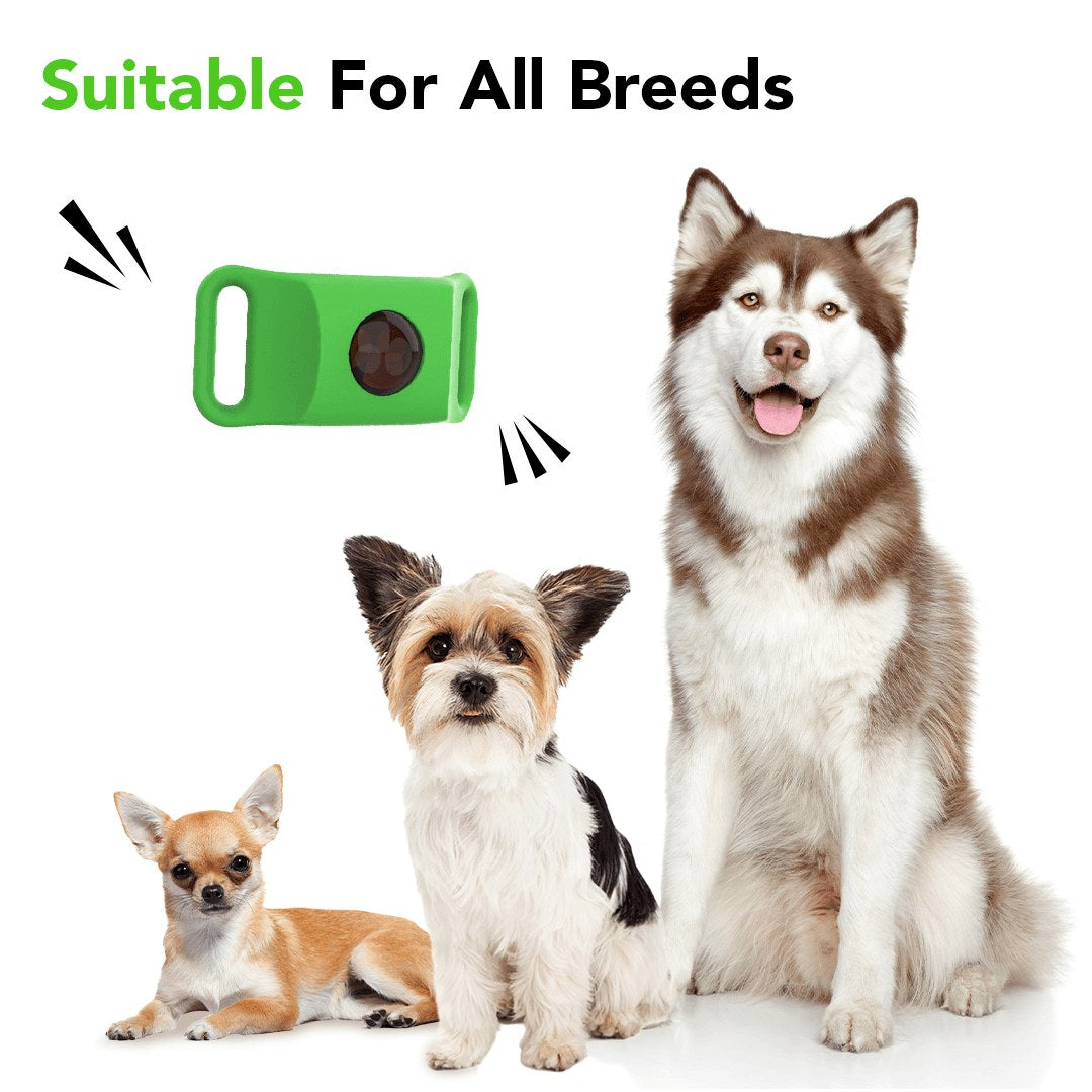 Suitable for all breeds: the pendant with a chihuahua, a terrier and a husky