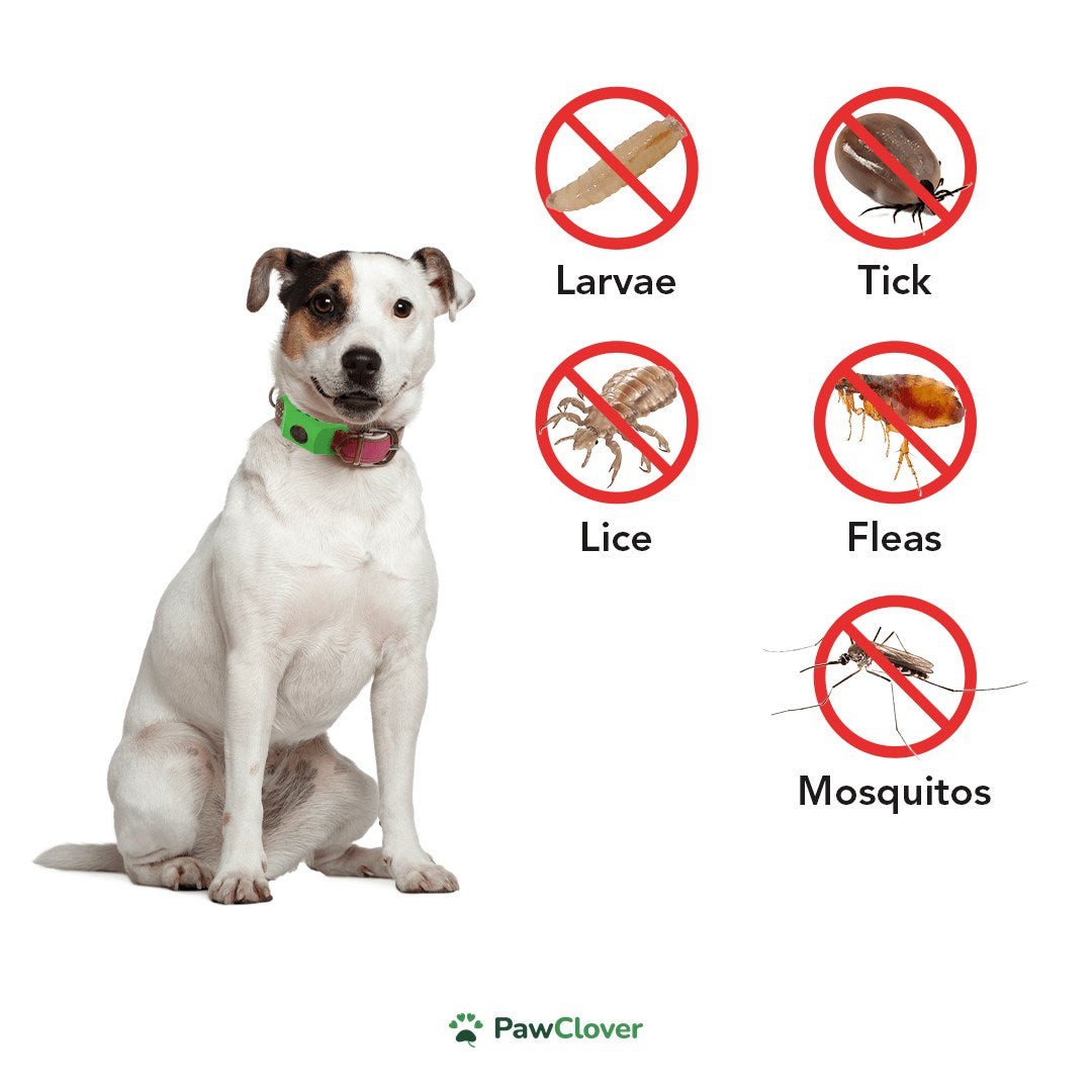 Dog wearing the PawClover pendant: larvae, ticks, lice, fleas and mosquitos