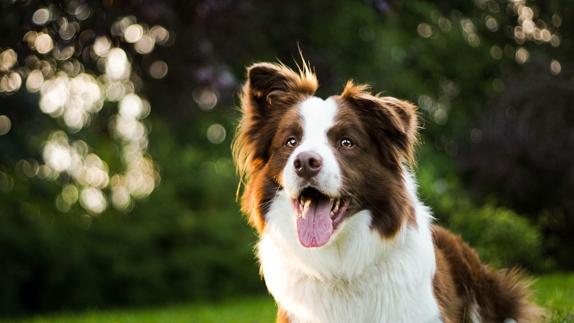 Happy dog