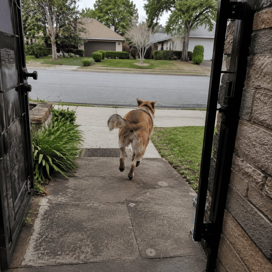 A dog running out of an open front door