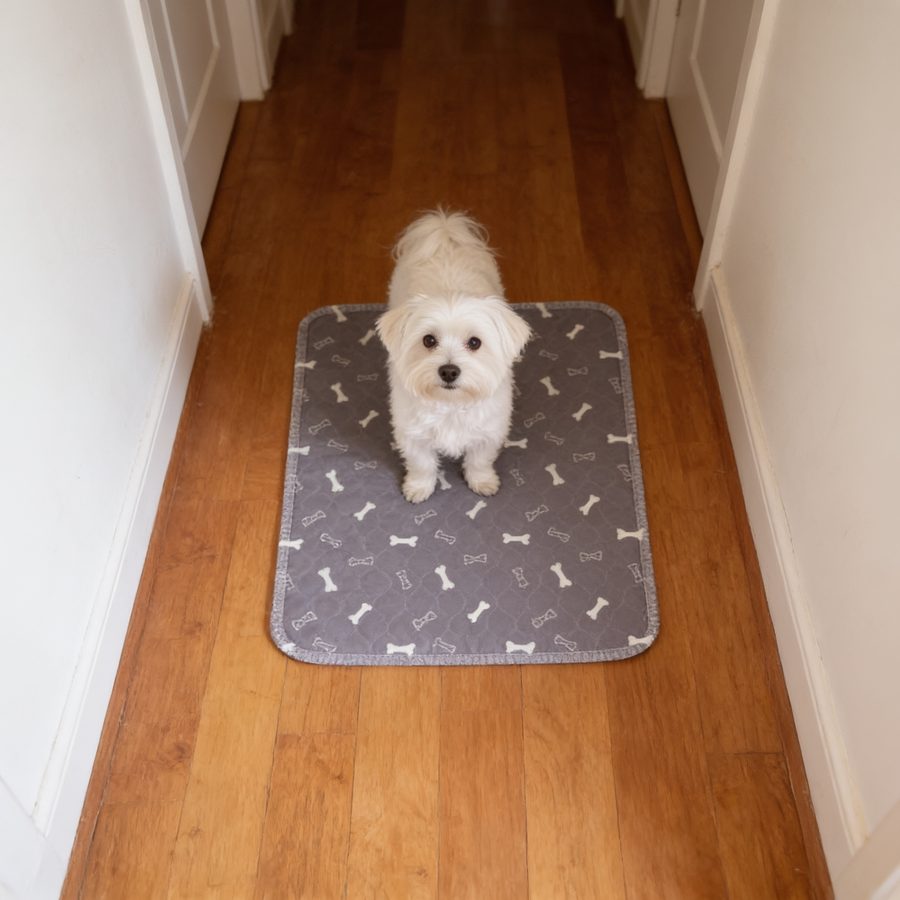 Maltese standing on a Gray pad in a hallway