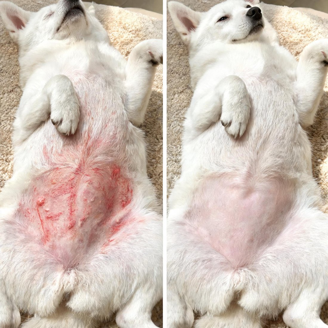 The same dog's belly, red and inflamed at the start and calm with use